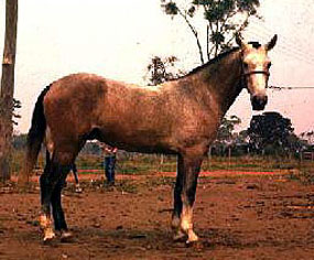 PANTANEIRO